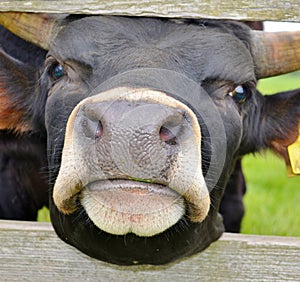 Nosy Cow
