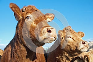 Nosy cows