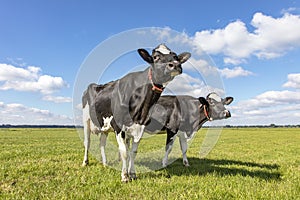 Nosy cows standing in a pasture under a blue sky and a straight horizon