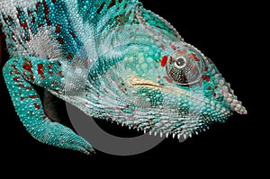 Nosy Faly panther chameleon on a black background