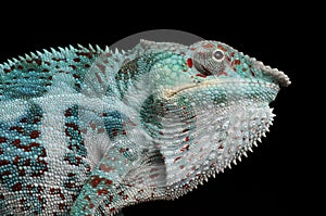 Nosy Faly panther chameleon on a black background