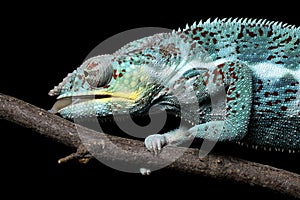 Nosy Faly panther chameleon licking a branch on a black background