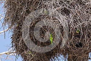 Nosy Gray Cheeked Parakeets Peeking at Neighbors in Nest