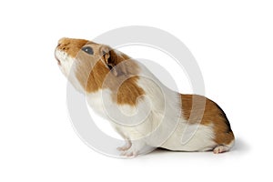 Nosy guinea pig photo