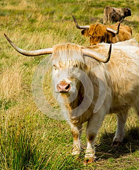 Nosy highland cattle