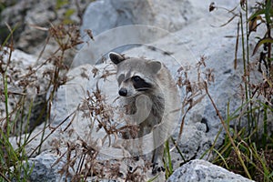 Nosy little Raccoon