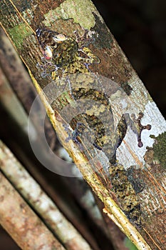 Nosy Mangabe Gecko