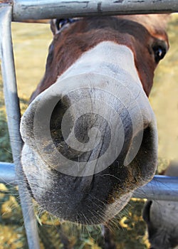 Nosy Mule