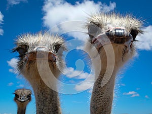 Nosy Ostriches