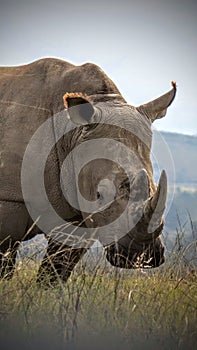 Nosy rhino