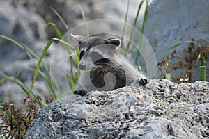 Nosy river raccoon spying 3