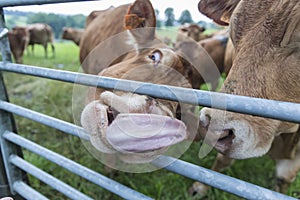 Nosy sticks out tongue in a field in Belgium