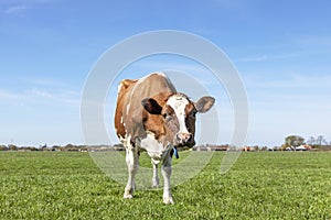 Nosy ugly oncoming cow, red brown dairy, head down and funny curieus looking in a pasture with blue sky and green gras