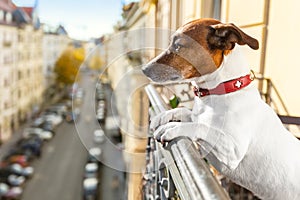 Nosy watching dog