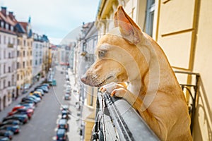 Nosy watching dog from balcony