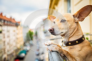 Nosy watching dog from balcony