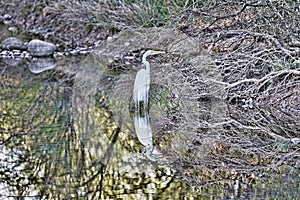Not Afraid of You - egret abstract nature -