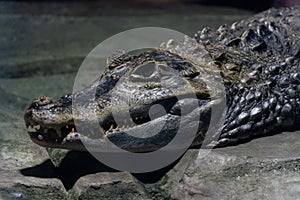 Not big nile crocodile close-up. Wild animal