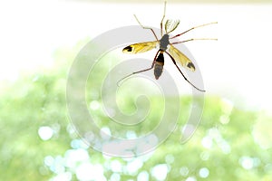 not blood-sucking insect, Centipedes, large Mosquito centipede on window glass inside the room, blurry trees outside, feeding on