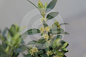 Not blooming flowers with yellow miniature petals on a twig.