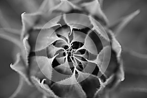 Not blooming macro sunflower in monochrome