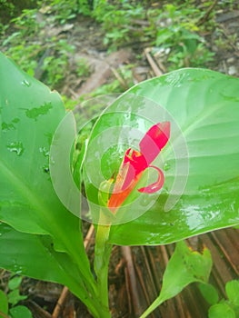 Not only is the Canna ornamental plant exotic, it also has yellow, orange and even red flowers depending on the type. photo