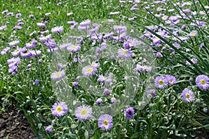 Not completely opened flowers of Erigeron speciosus