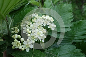 Not completely opened white flowers of Sorbus aria