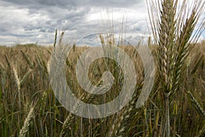 Not completely ripe ears of grain, mainly barley