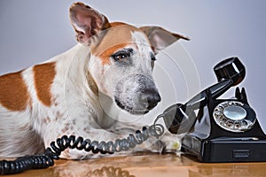 Not so easy, dog tries to phone in vain photo