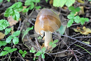 Not eatable mushroom named toadstool or Destroying Angel grows on the ground among the low grass