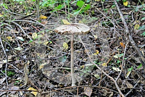Not eatable mushroom named toadstool or Destroying Angel grows on the ground among the low grass