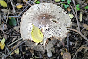 Not eatable mushroom named toadstool or Destroying Angel grows on the ground among the low grass