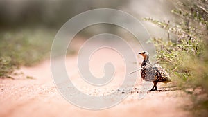 The not so famous Sand Grouse