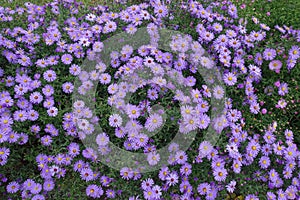 Not a few violet flowers of Michaelmas daisies