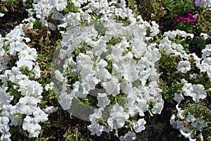Not a few white flowers of petunias
