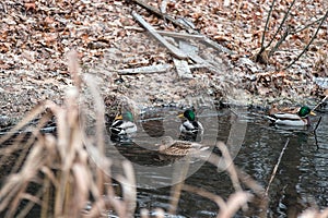 Not flown away for the winter a duck in a freezing pond in December.