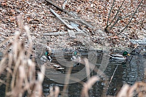 Not flown away for the winter a duck in a freezing pond in December.