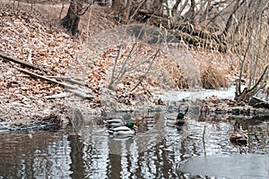 Not flown away for the winter a duck in a freezing pond in December. photo