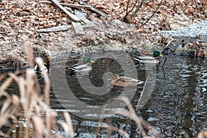 Not flown away for the winter a duck in a freezing pond in December. photo