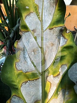 Not focussed background of the big leaf photo