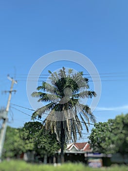 Not focussed background of palm in the village