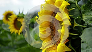 Not a full-blown flower of a sunflower swaying in the wind