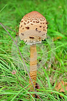 A not fully grown parasol mushroom in a meadow.