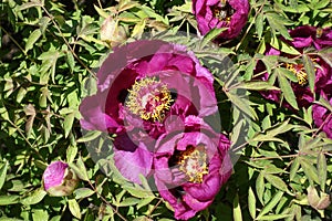 Not fully opened magenta-colored flowers of tree peony in April