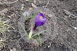 Not fully opened purple flower of Crocus vernus