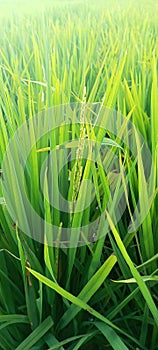 Not grass it& x27;s Rice Field