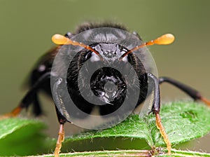 Not identified insect