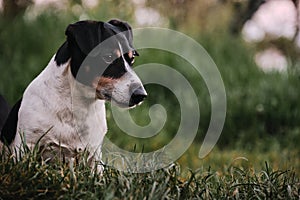 Not large English hunting dog breed. Smooth haired white and black Jack Russell Terrier on walk in park. Dog sits on green grass