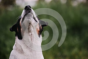 Not large English hunting dog breed. Smooth haired white and black Jack Russell Terrier on walk in park. Dog sits on green grass